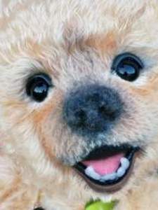 Click for Teddy Bear Details