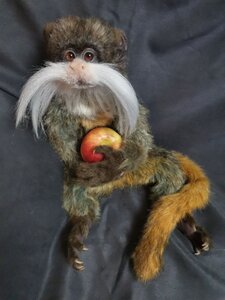 The bearded Imperial tamarin