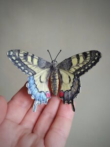 Machaon butterfly