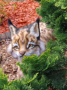 lynx cub