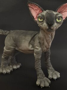 Sphynx cat GREY