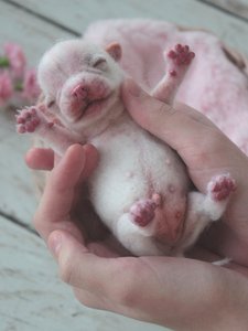 The newborn puppy of chihuahua:)