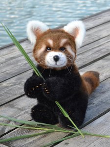 Littie red panda