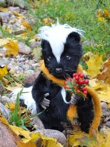 Little skunk
