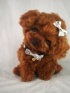 Toy poodle puppy Misha