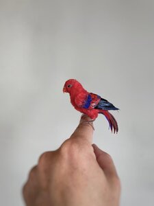 Miniature Red Lory
