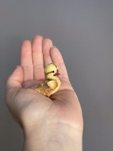 Miniature Duckling