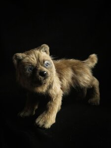 The wolf cub