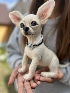 Chihuahua Lucky