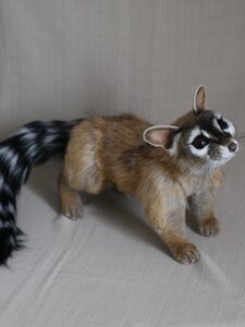 Cacomistle or the ringtail
