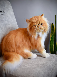 Persian ginger cat.