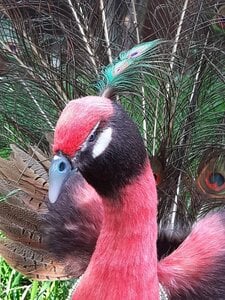 African red peacock